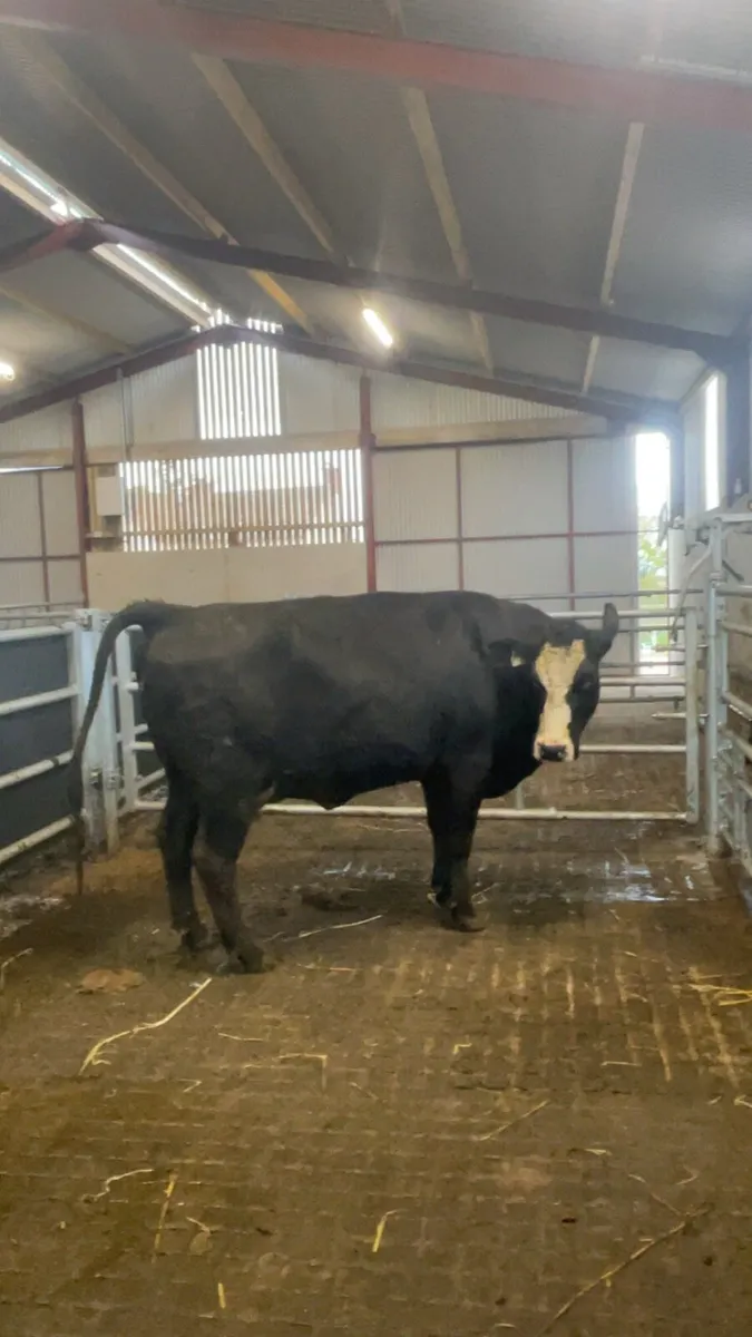 West of Ireland bred springing heifer - Image 1