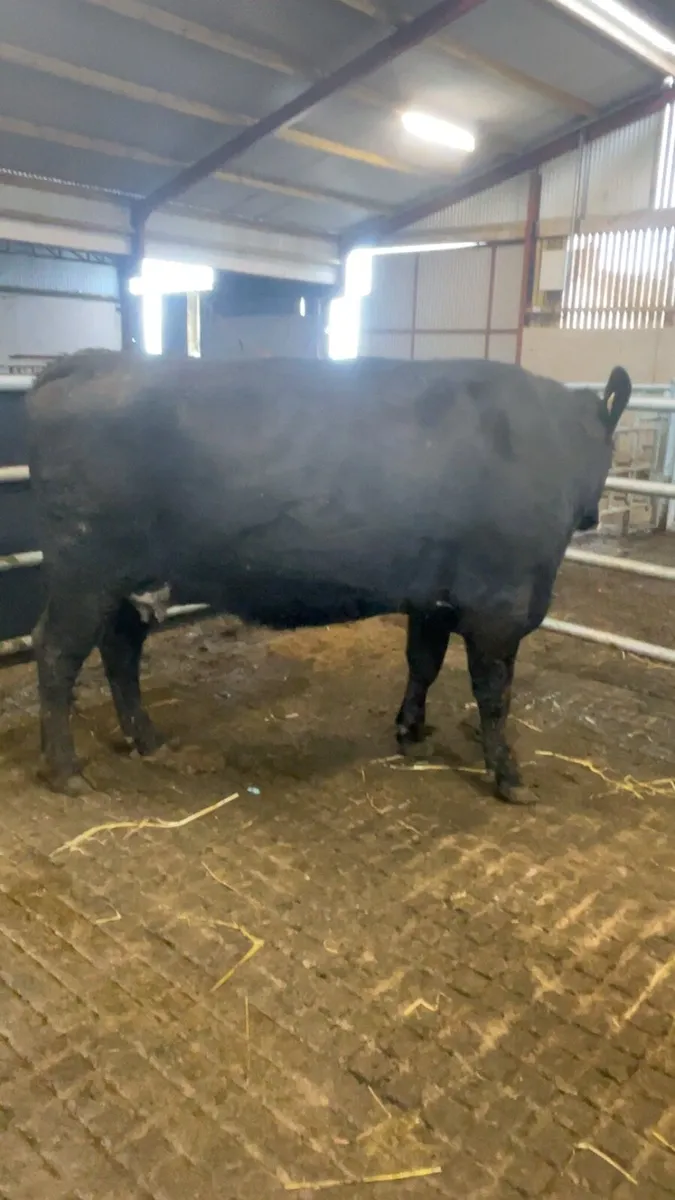 West of Ireland bred springing heifer - Image 2