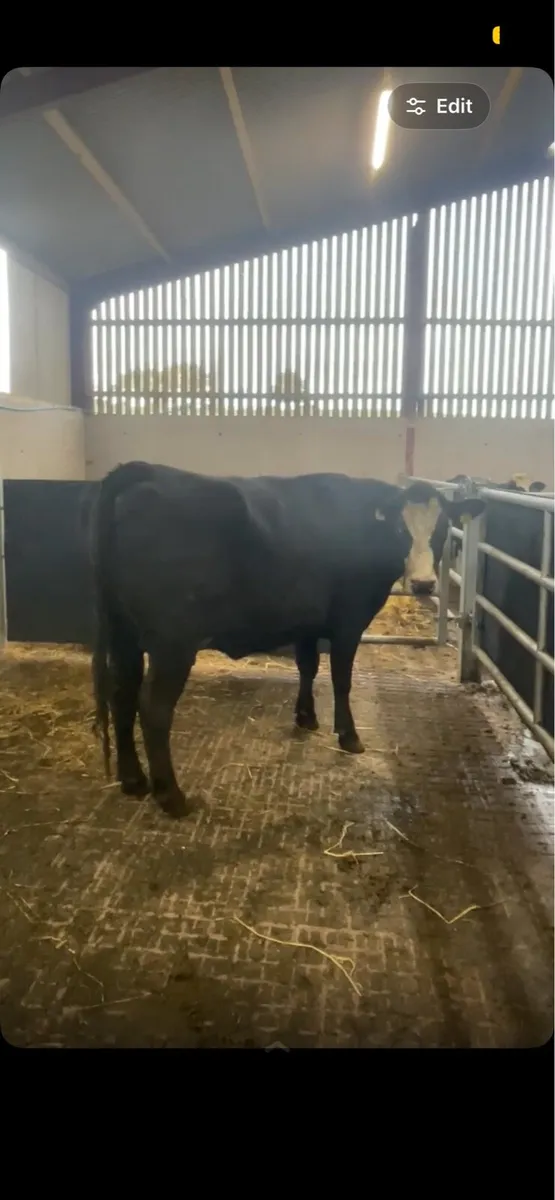 West of Ireland bred springing heifer - Image 3