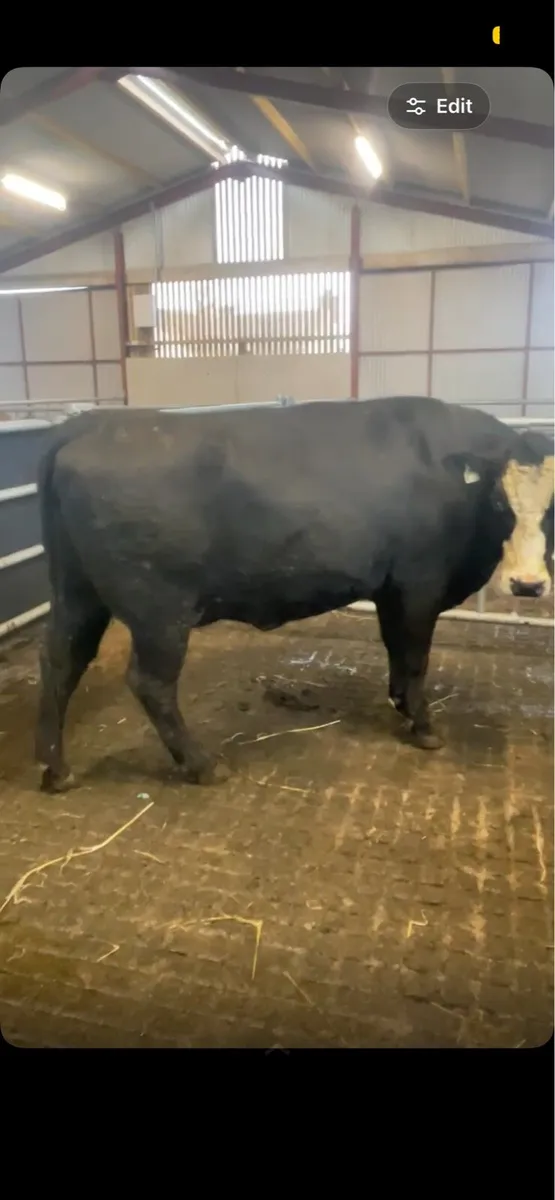 West of Ireland bred springing heifer - Image 4
