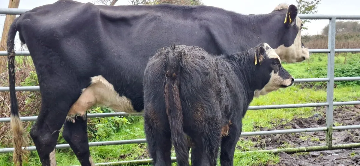 Hereford  second calf cow Heifer calf - Image 1