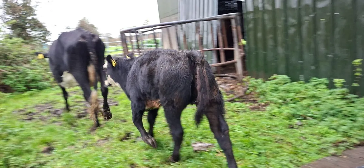Hereford  second calf cow Heifer calf - Image 3