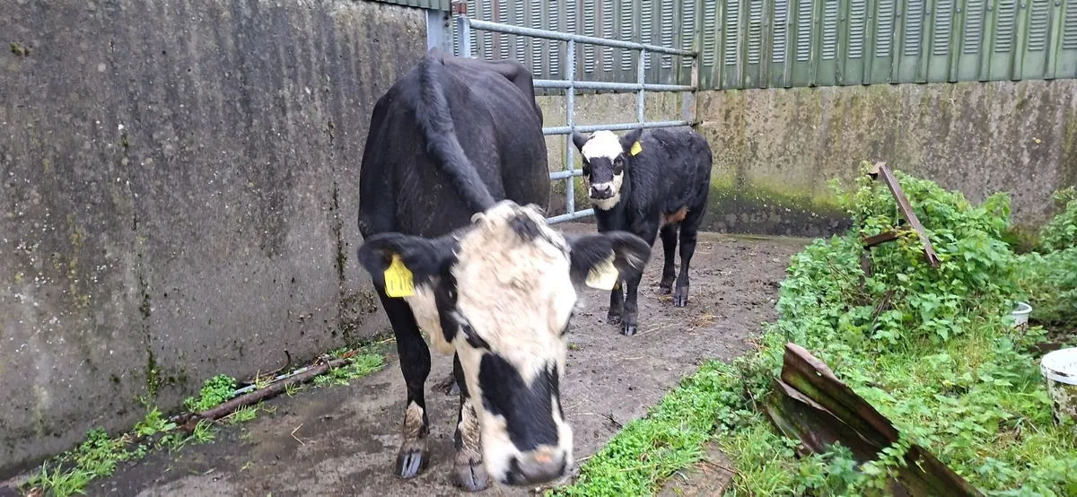 Hereford  second calf cow Heifer calf - Image 4