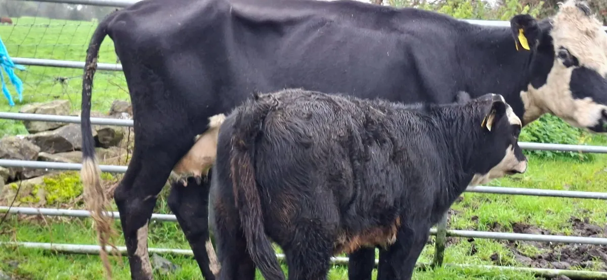 Hereford  second calf cow Heifer calf - Image 2