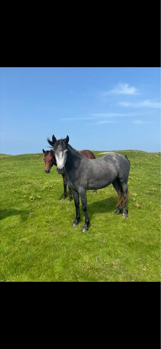 Connemara filly - Image 1