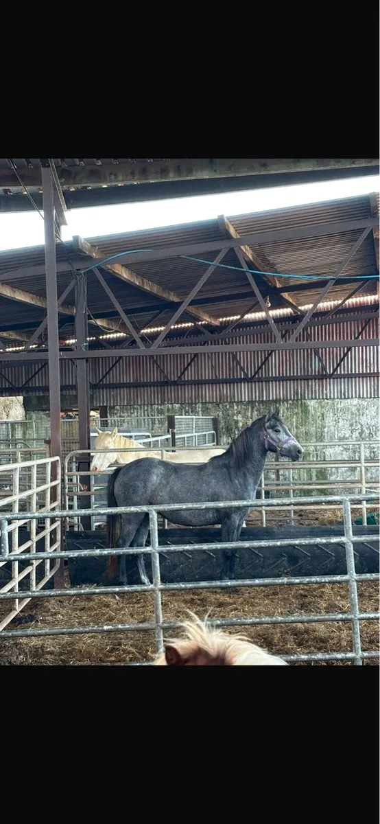Connemara filly - Image 3