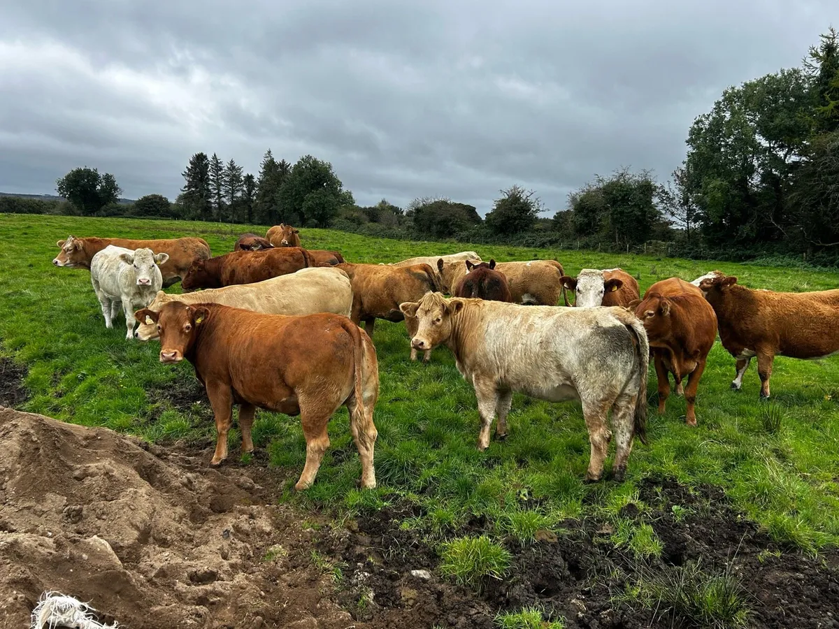 20 SUPER IN-CALF HEIFERS - Image 1