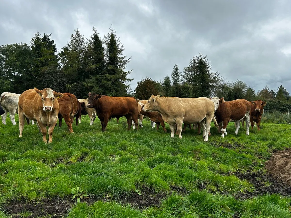 20 SUPER IN-CALF HEIFERS - Image 3