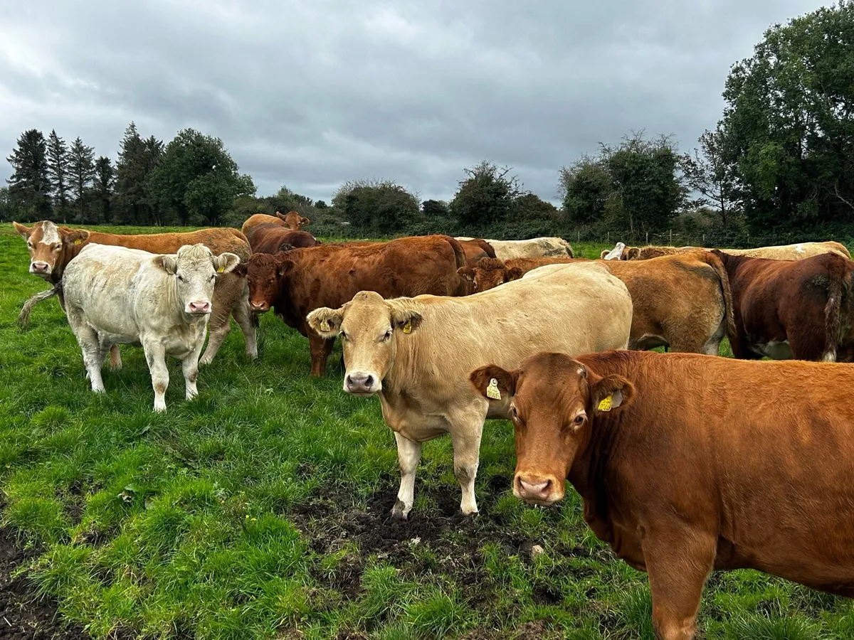 20 SUPER IN-CALF HEIFERS - Image 2