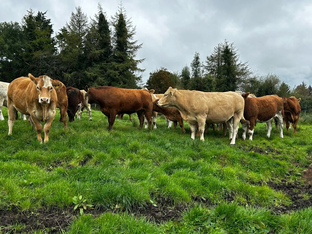 20 SUPER IN-CALF HEIFERS - Image 4
