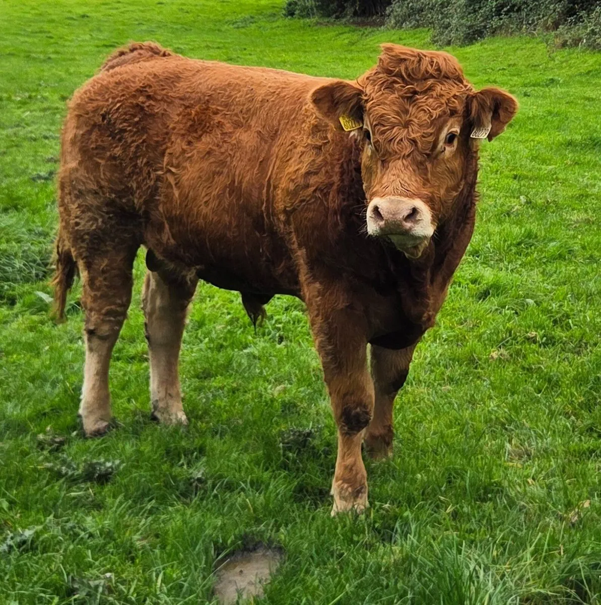 Pedigree Limousin Bulls - Image 4