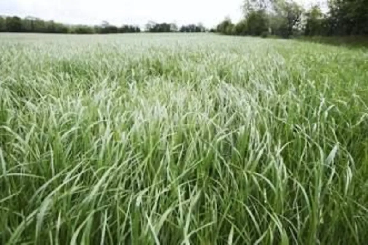 standing crops of grass and silage 80+ acres