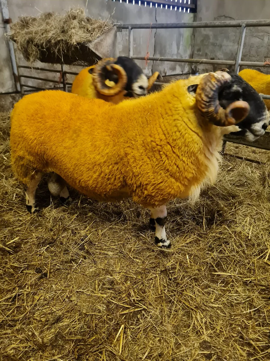 Sheep - two very good quality scottish blackface s - Image 1
