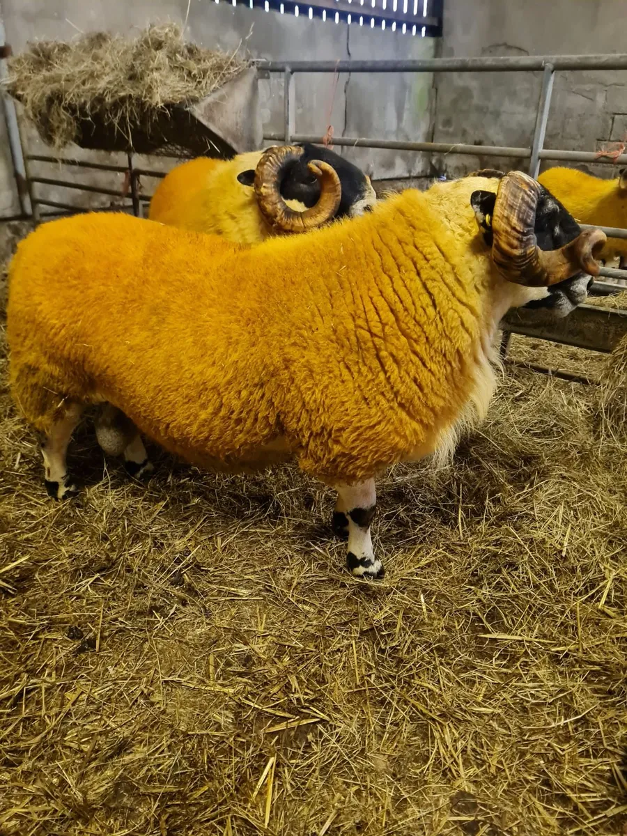 Sheep - two very good quality scottish blackface s - Image 2