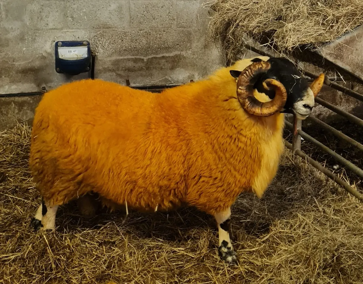 Sheep - two very good quality scottish blackface s - Image 3
