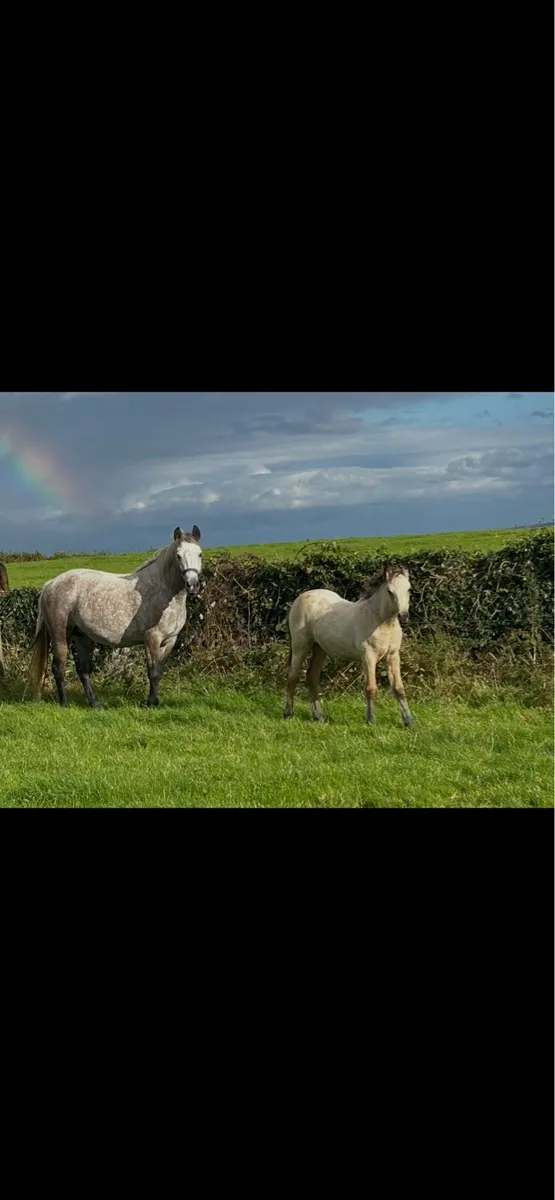 Connemara Filly Foal - Image 3