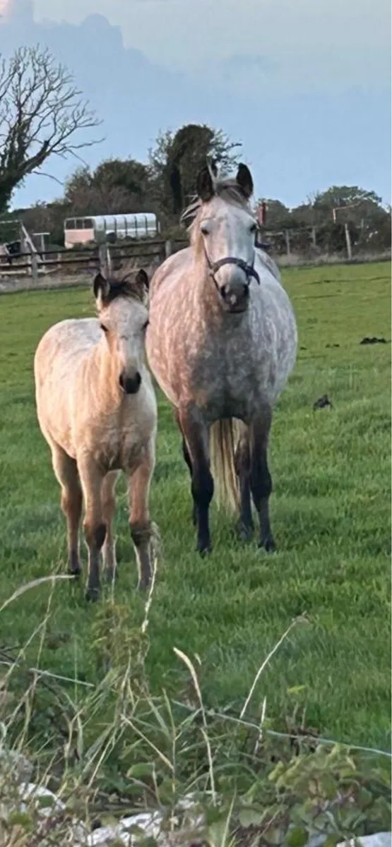 Connemara Filly Foal - Image 4