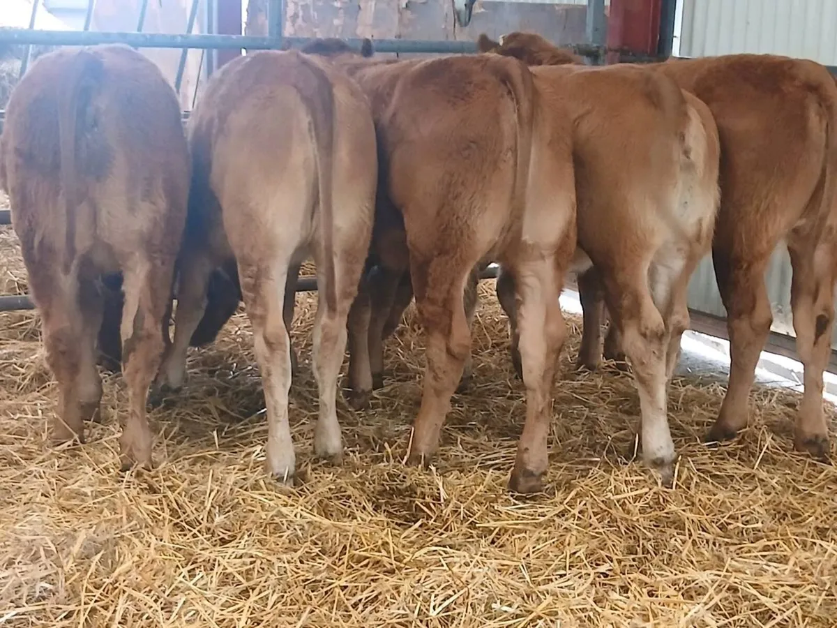 5 Smashing LMX  Heifer's for sale - Image 3