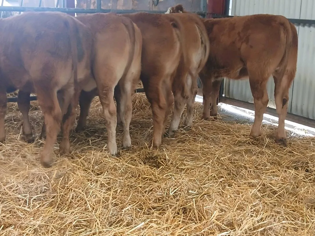 5 Smashing LMX  Heifer's for sale - Image 2