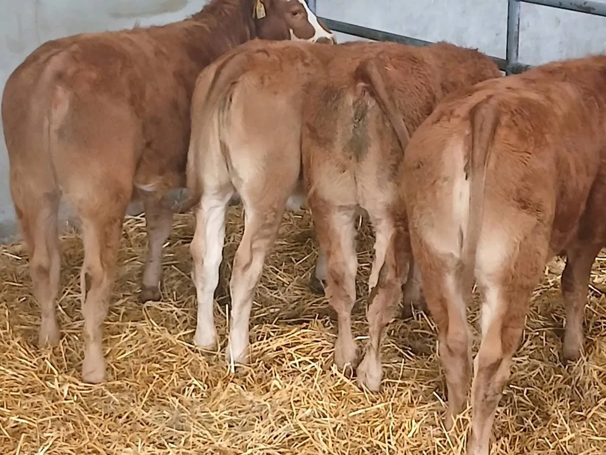 5 Smashing LMX  Heifer's for sale - Image 4