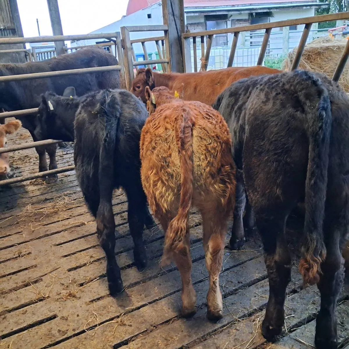 4 limousin heifer weanlings - Image 1