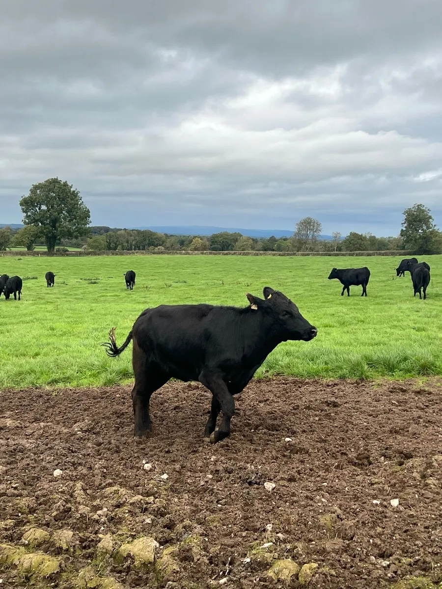 Angus Heifers - Image 1