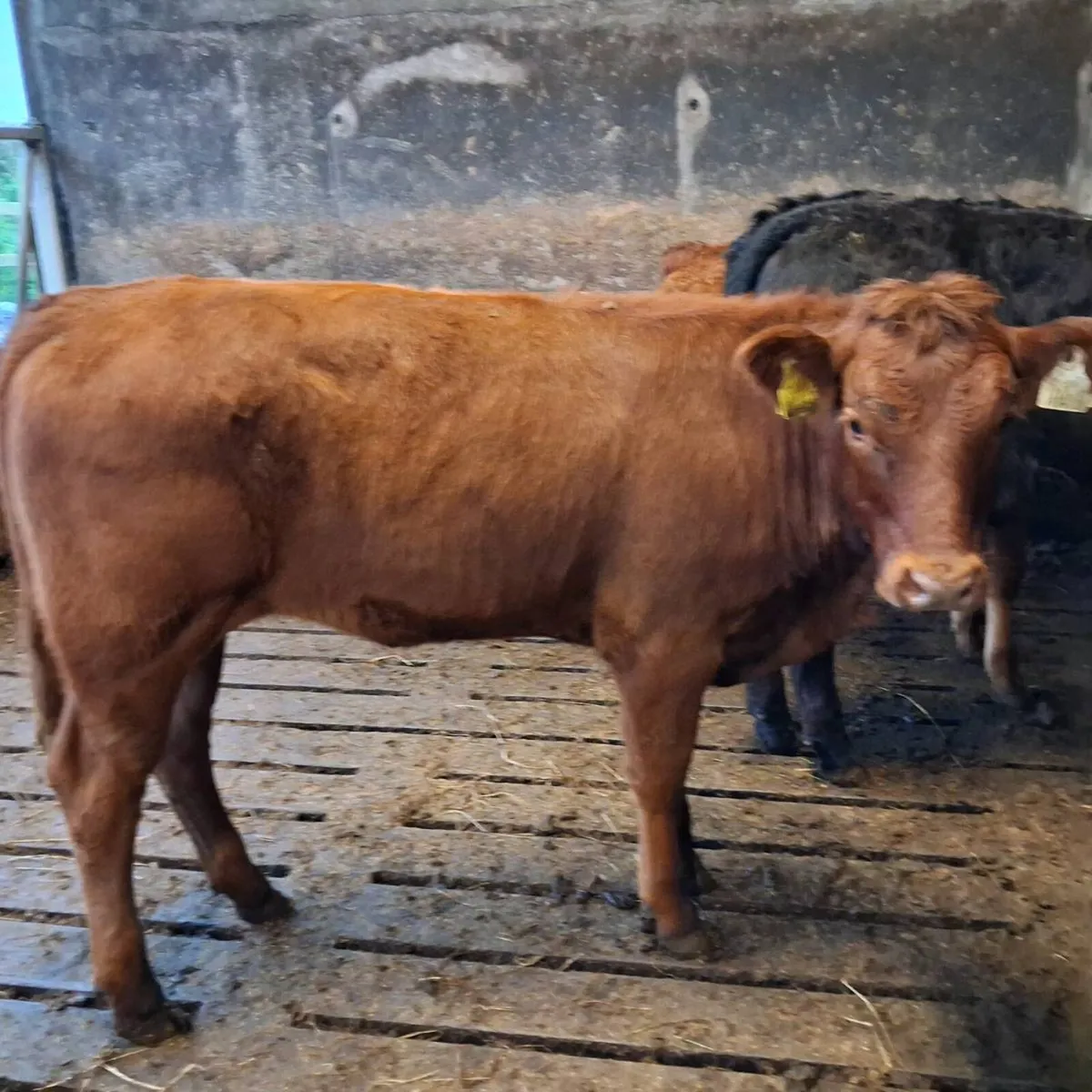 4 limousin heifer weanlings - Image 3