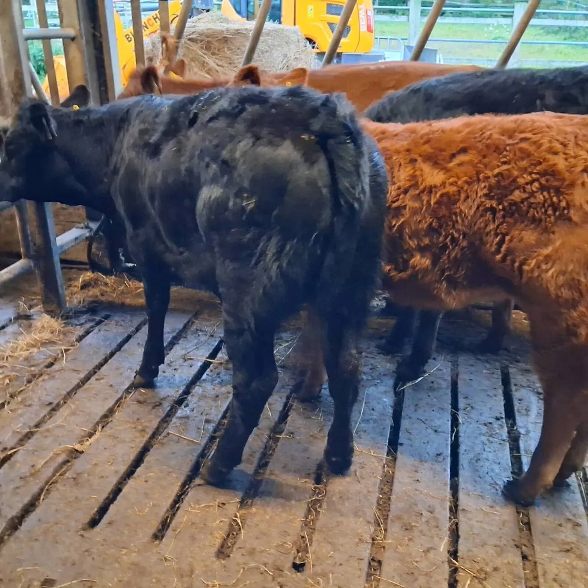 4 limousin heifer weanlings - Image 2