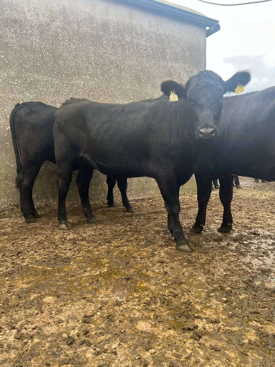 Angus Heifers - Image 2