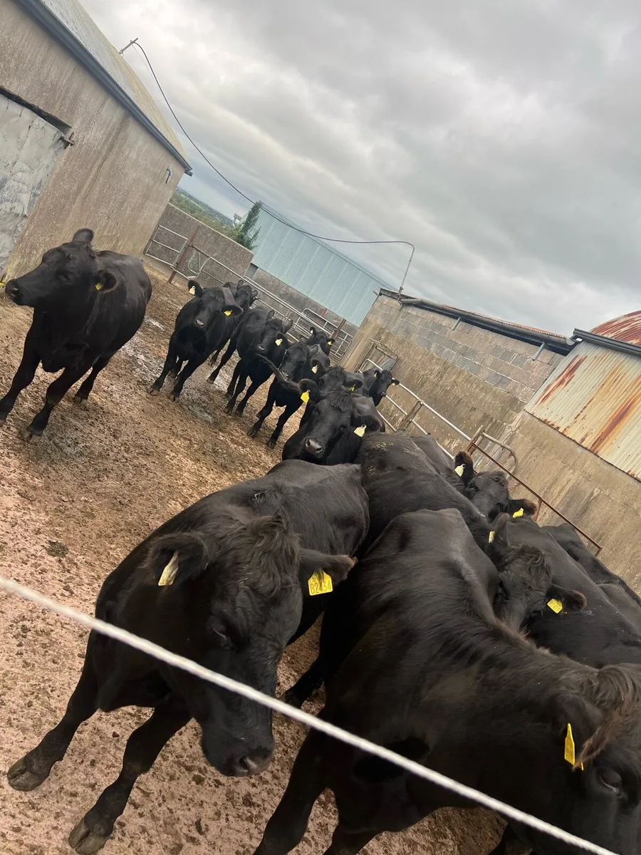 Angus Heifers - Image 3