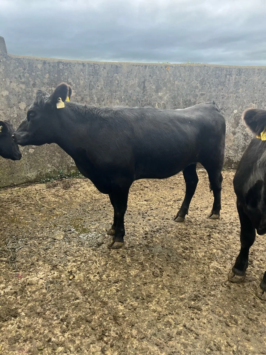 Angus Heifers - Image 4