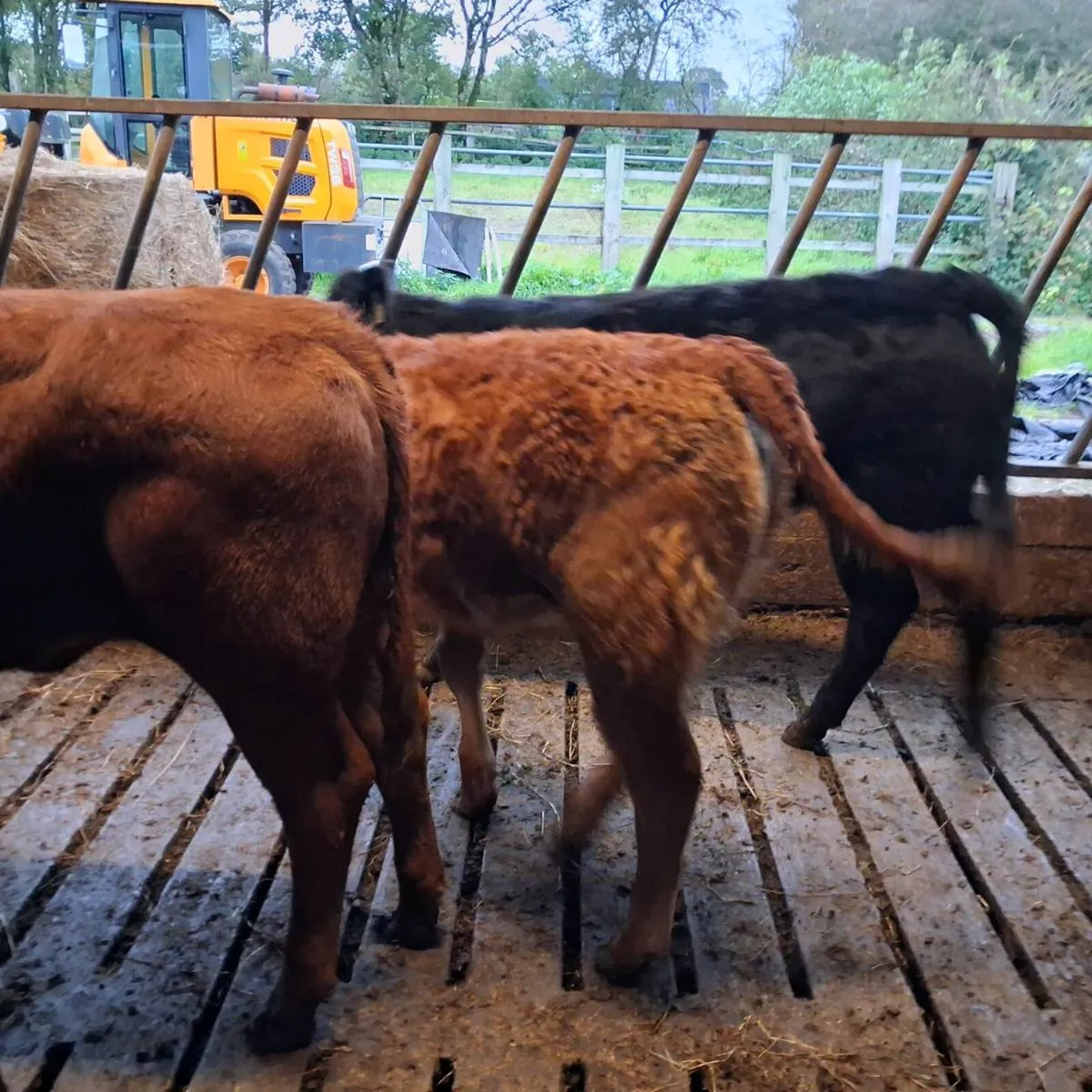 4 limousin heifer weanlings - Image 4