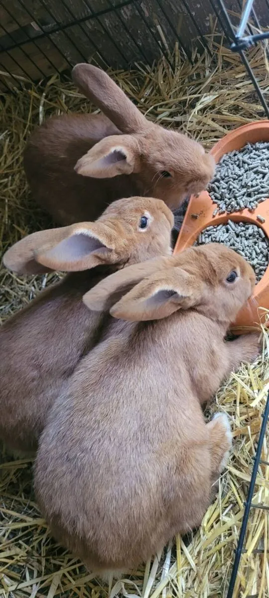 New Zealand Rabbits - Image 1