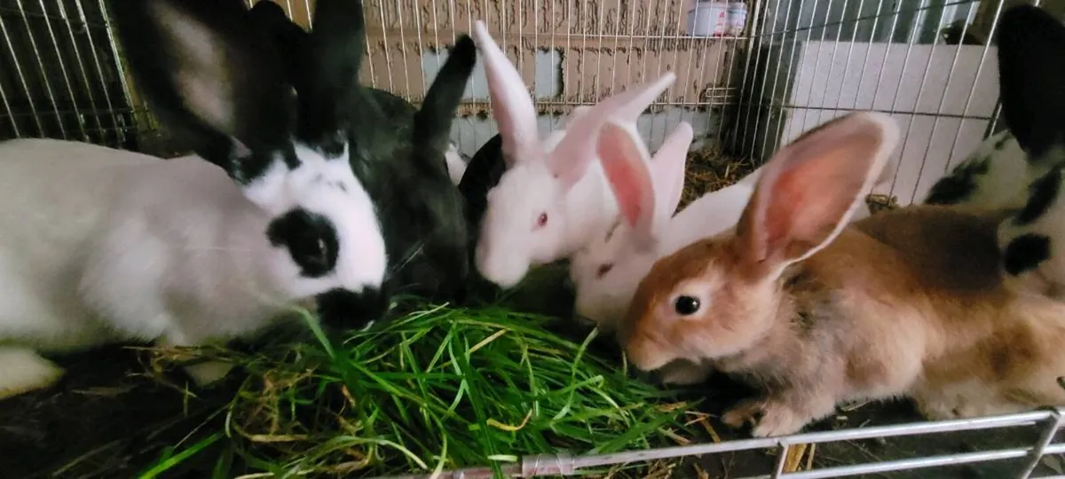 New Zealand Rabbits - Image 2