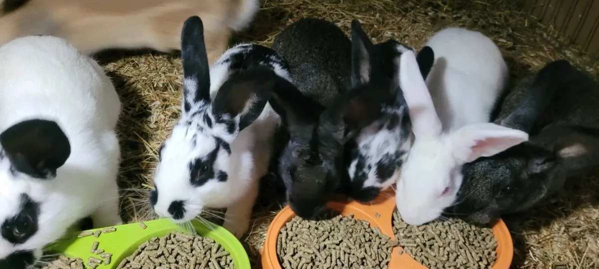 New Zealand Rabbits - Image 3