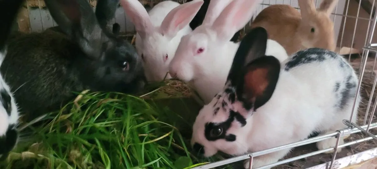 New Zealand Rabbits - Image 4