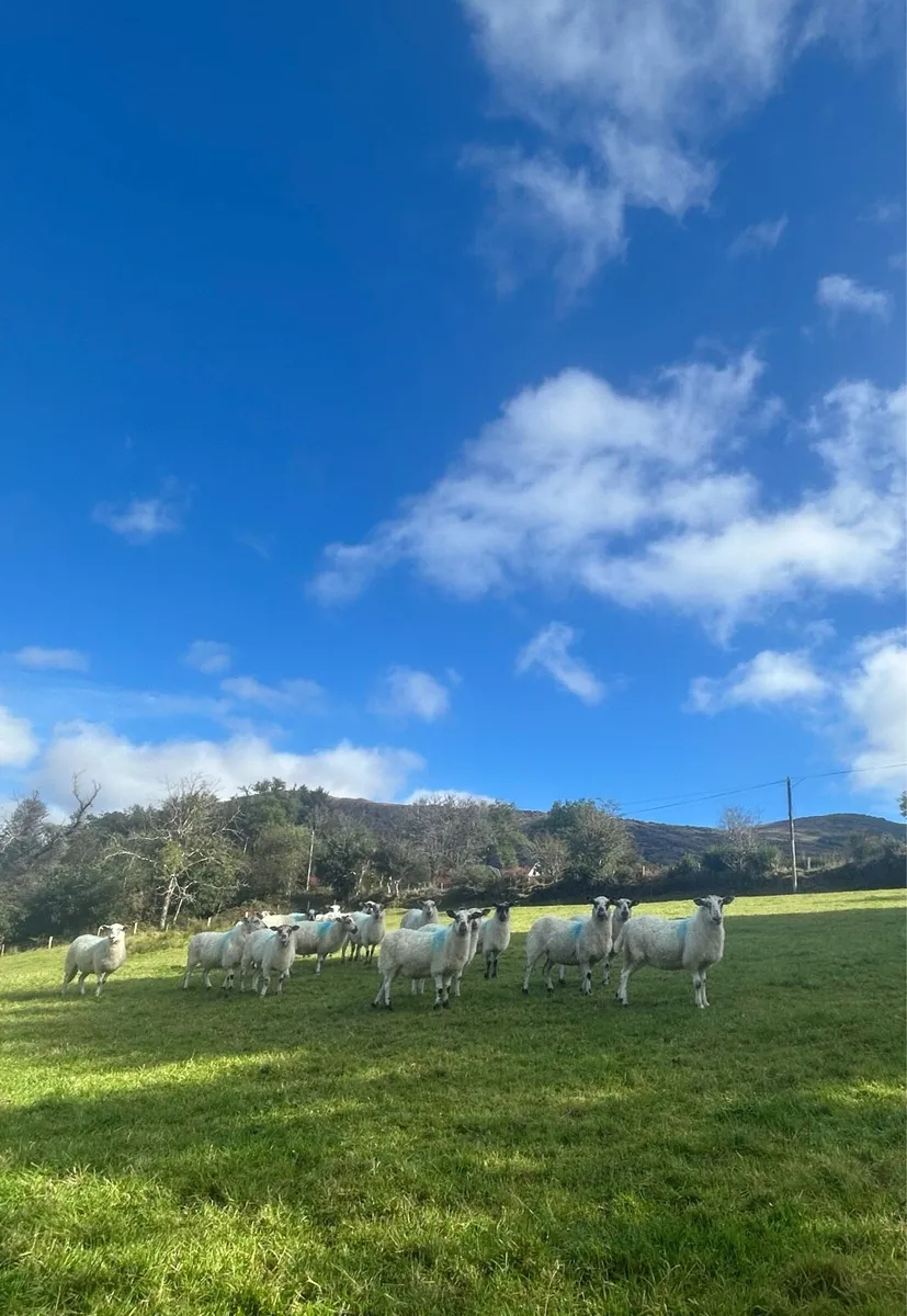 Organic Ewes - Image 1