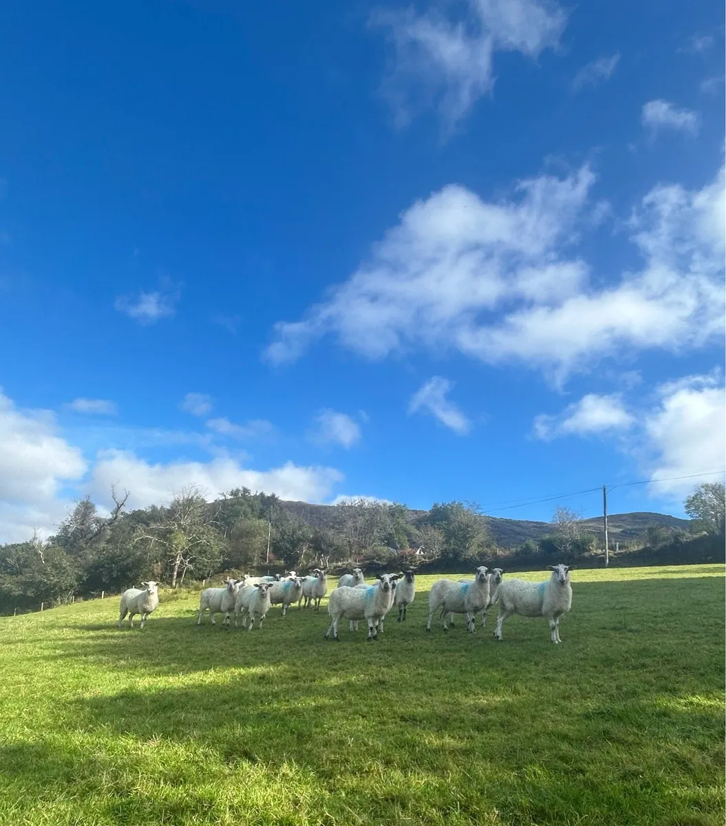 Organic Ewes - Image 2
