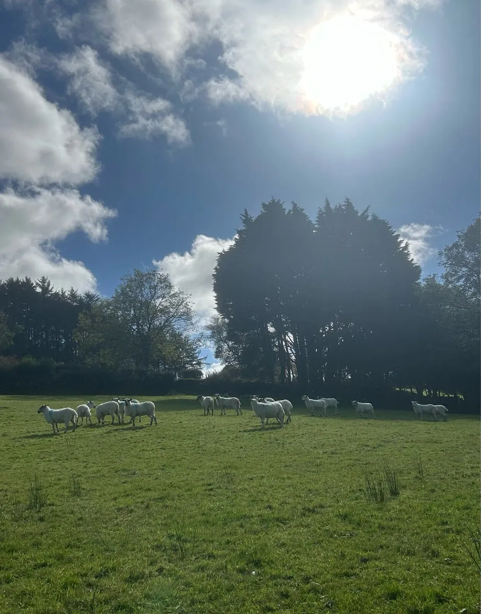Organic Ewes - Image 3