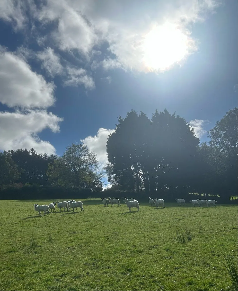 Organic Ewes - Image 4