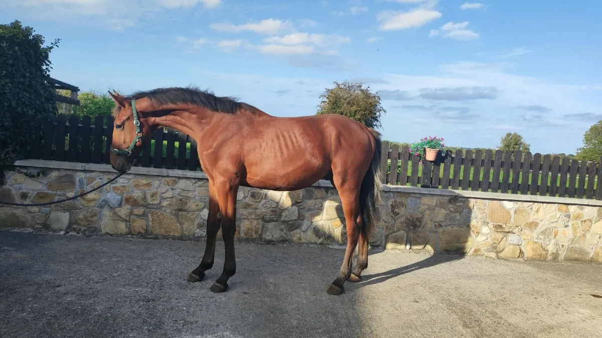 Lot 9 goresbridge 9th October - Image 1