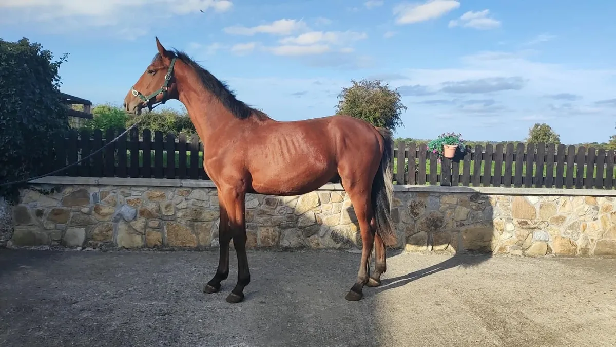 Lot 9 goresbridge 9th October - Image 3