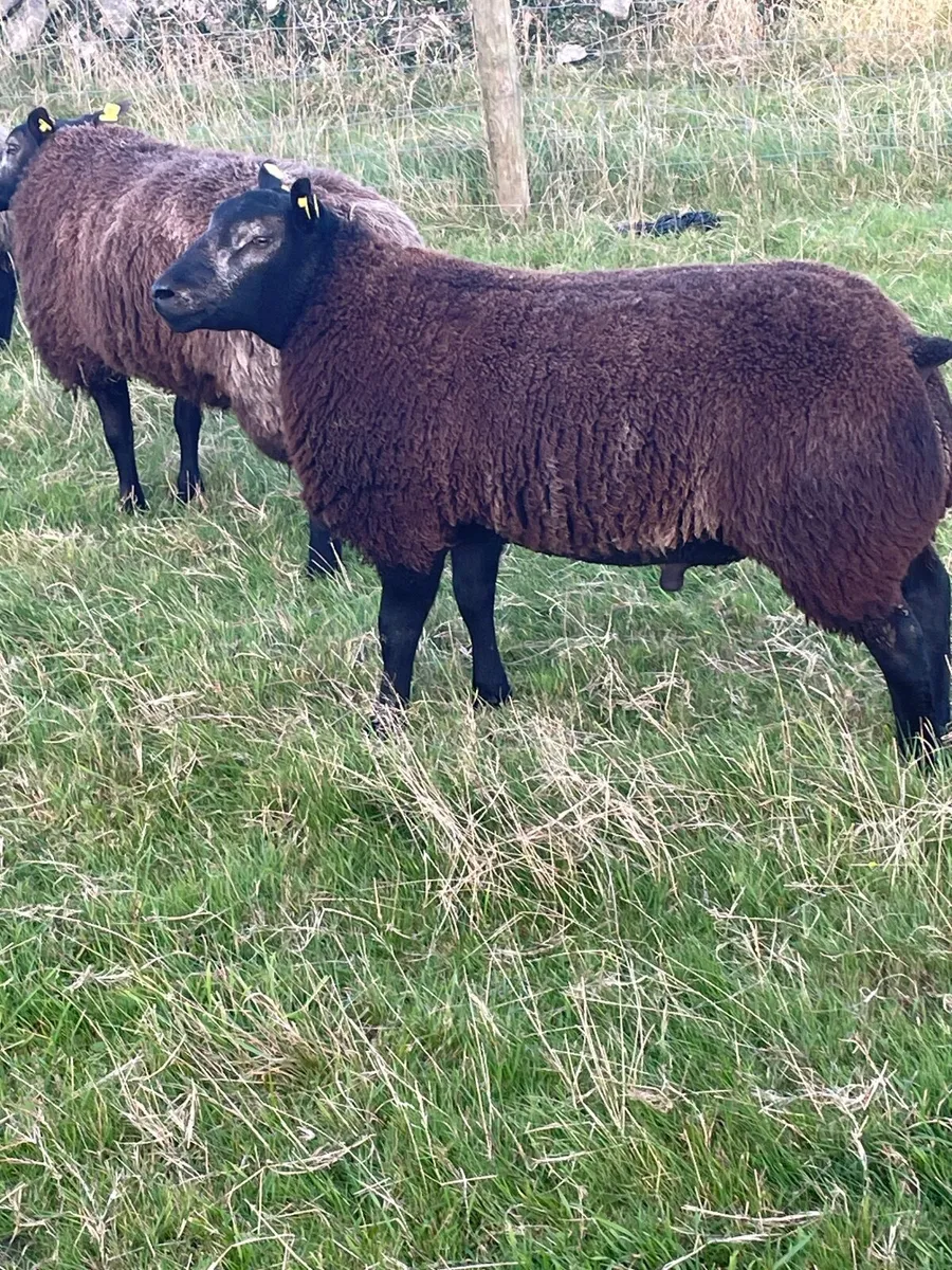 Sheep - Image 1
