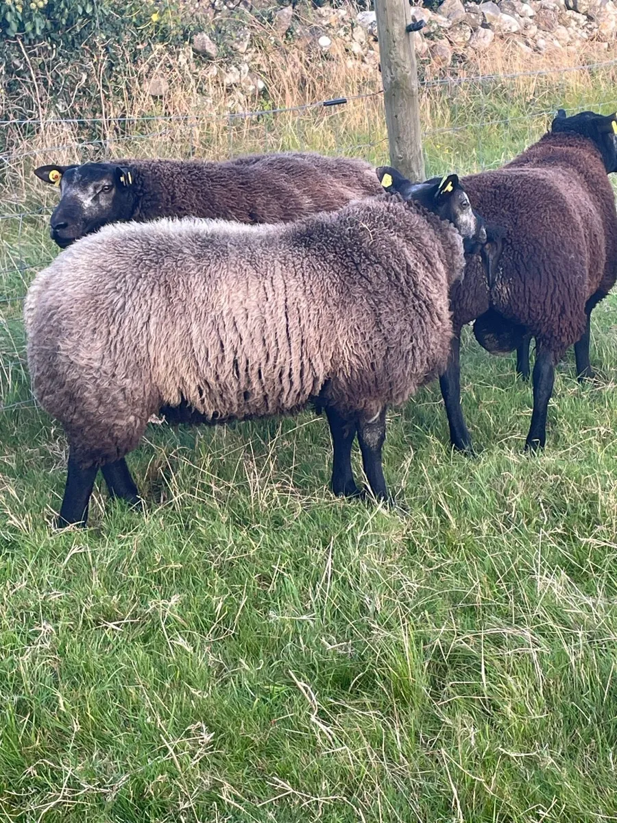Sheep - Image 3