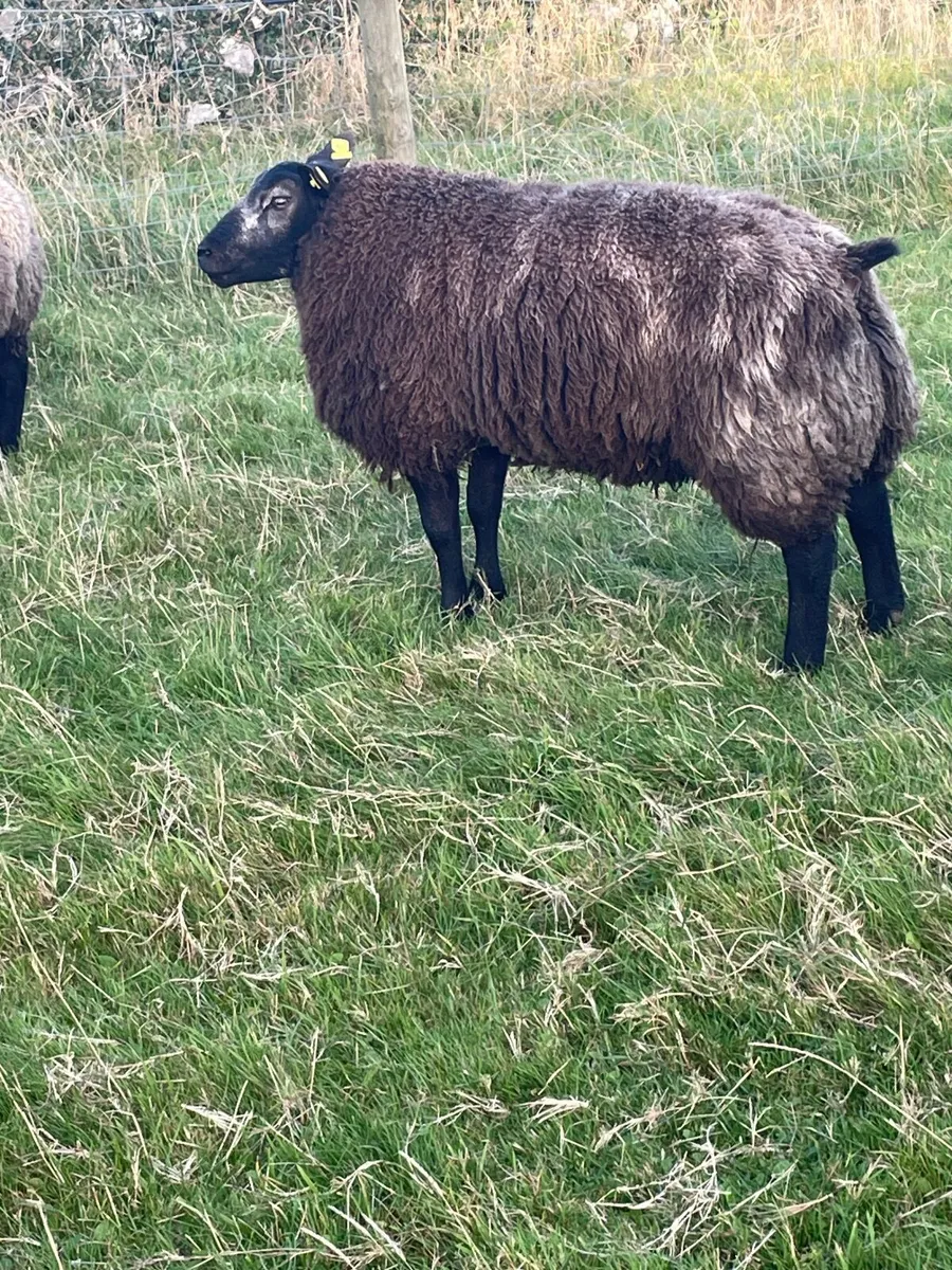 Sheep - Image 2
