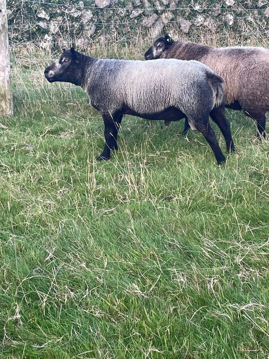 Sheep - Image 4