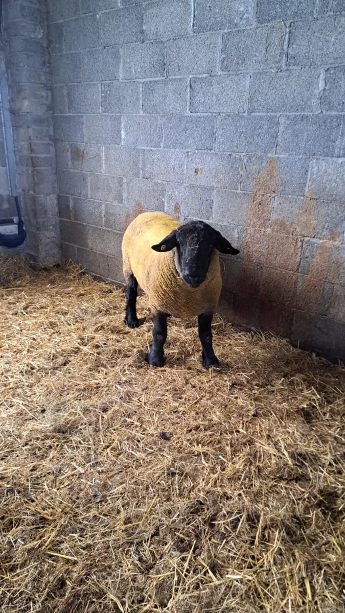 Suffolk Ram - Image 1