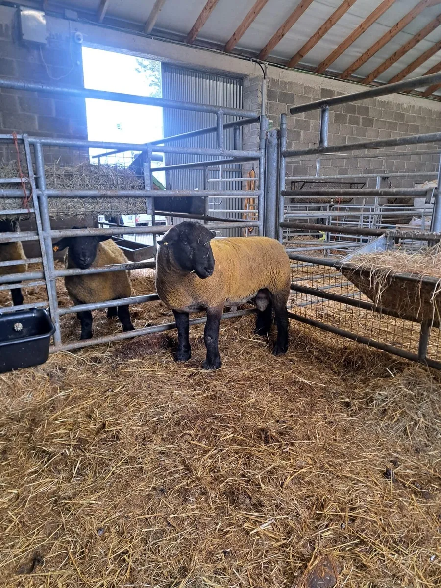 Suffolk Ram - Image 2