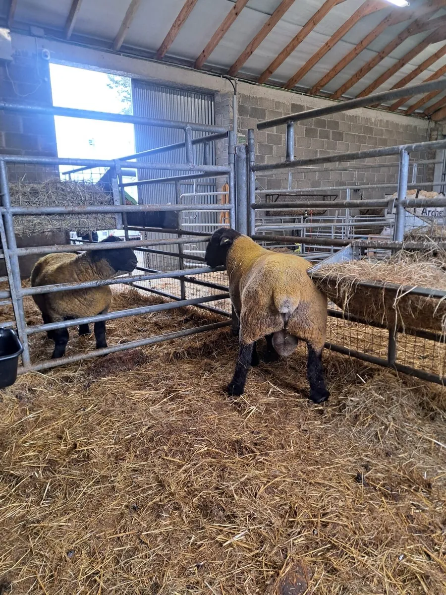 Suffolk Ram - Image 3