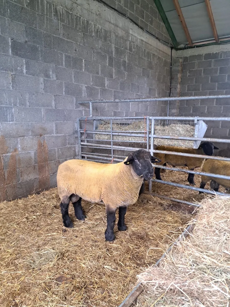 Suffolk Ram - Image 4